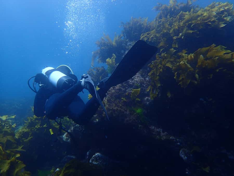 Guided Shore Dive Tour for Certified Divers - Key points to know before booking