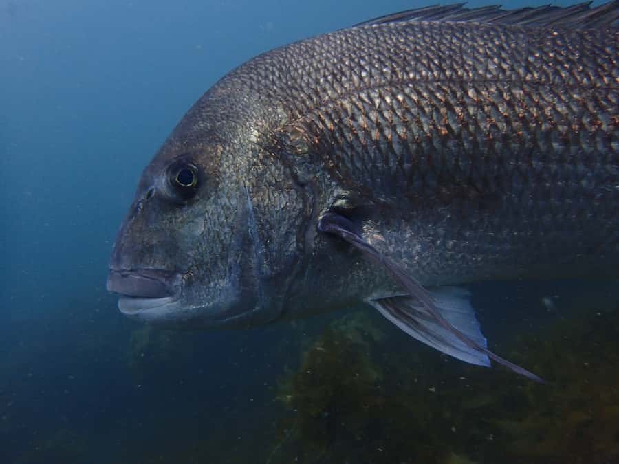 Guided Shore Dive Tour for Certified Divers - Why Goat Island is a special place to see underwater New Zealand