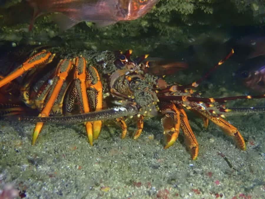 Guided Shore Dive Tour for Certified Divers - ABC Bay and Shag Rock: an easy introduction to the reserve