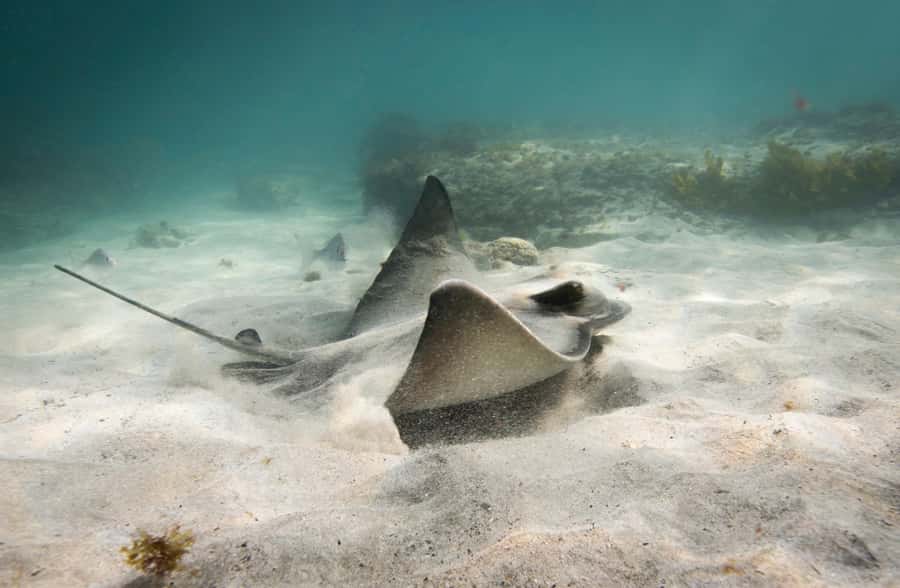 Guided Shore Dive Tour for Certified Divers - What you might see, and why the guide matters