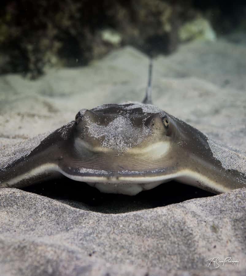 Guided Shore Dive Tour for Certified Divers - Certification, recent experience, and age rules