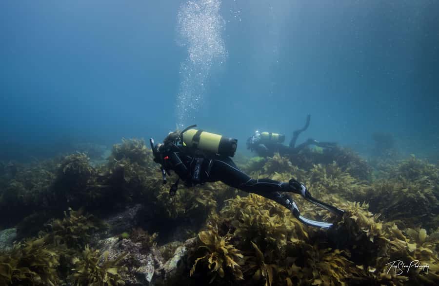 Guided Shore Dive Tour for Certified Divers - Weather, cancellation, and what to pack