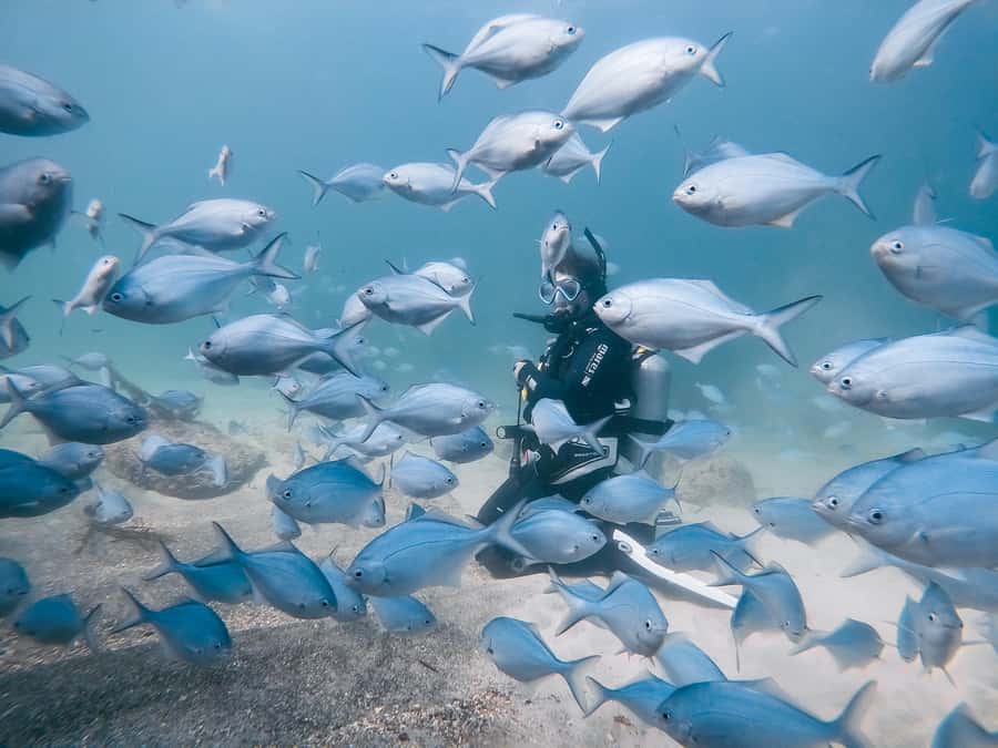 Guided Shore Dive Tour for Certified Divers - The four-hour plan, from equipment fitting to shore entry