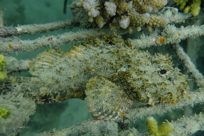 Guided Snorkeling and Island Exploration in Auckland - From the water to the island forest