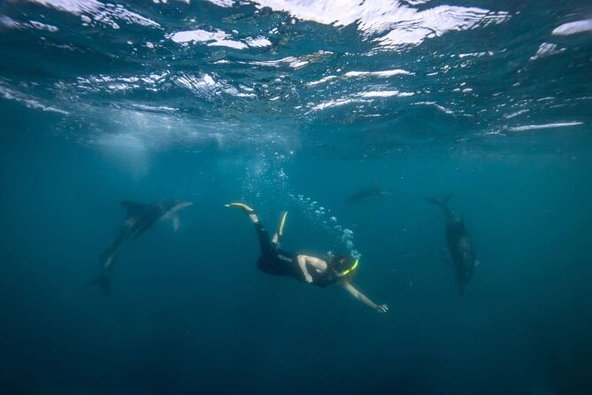 Guided Snorkeling and Island Exploration in Auckland - Who should book this experience?