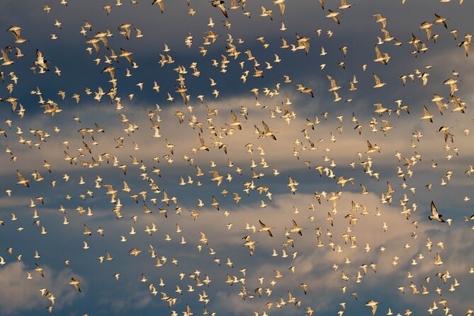 Guided Tour at Pukorokoro Shorebird Centre - Five things to know before you go