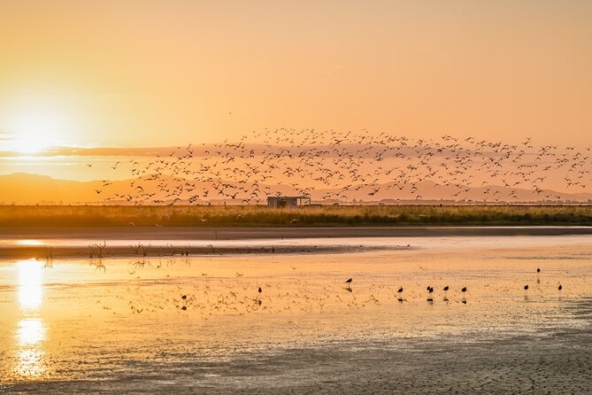 Guided Tour at Pukorokoro Shorebird Centre - The kuaka migration story
