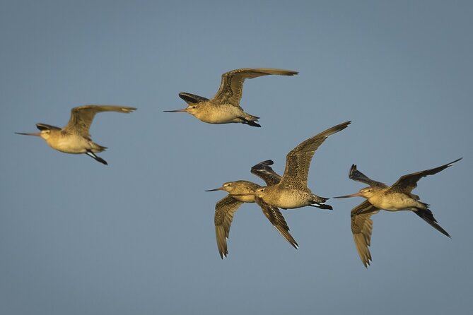 Guided Tour at Pukorokoro Shorebird Centre - Telescopes, bird hides, and the joy of identification