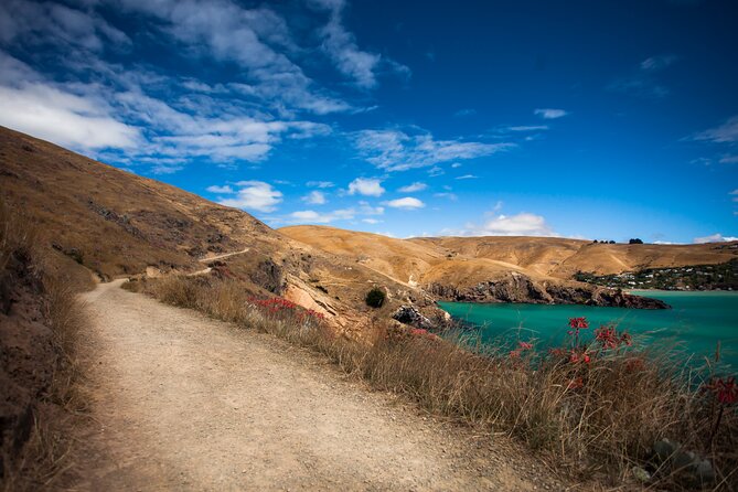 Half Day Guided Walking Tour on Banks Peninsula - From Christchurch to the edge of Banks Peninsula