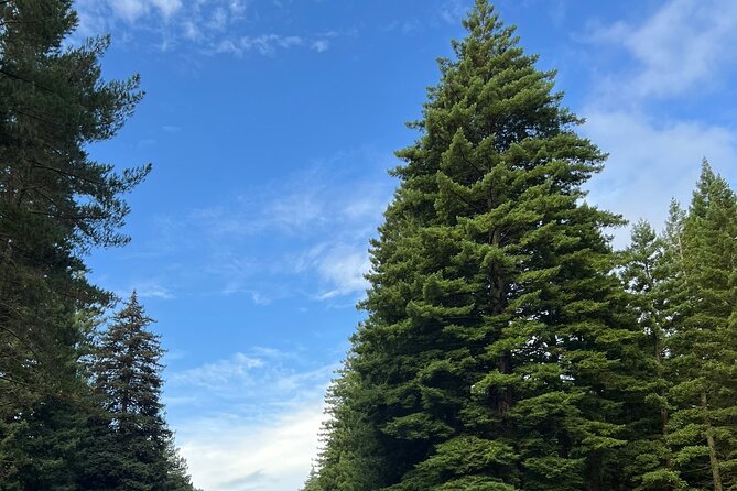 Hire A Driver For 4 Days From Auckland - Comfort, luggage, and what is actually included