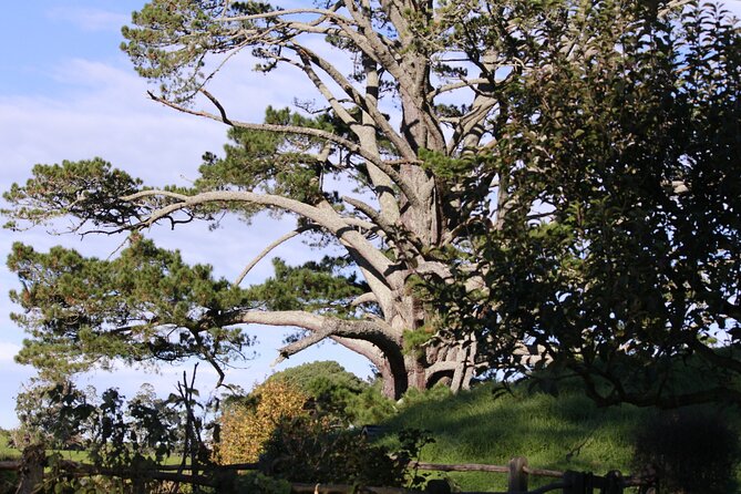 Hobbiton Afternoon Tour in Luxury Minibus from Auckland - What $242.64 buys you