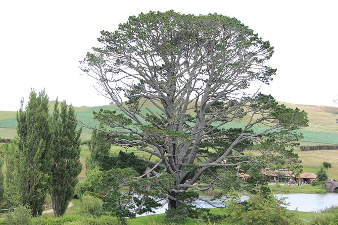 Hobbiton Afternoon Tour in Luxury Minibus from Auckland - Arriving at Shire’s Rest before noon