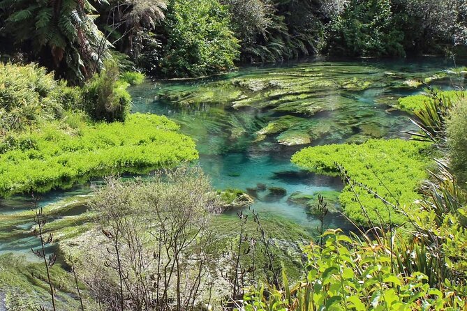 Hobbiton Movie Set & Blue Springs: Private Tour from Auckland - Is $403.37 per person good value?