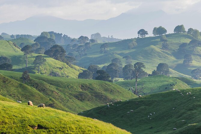 Hobbiton Movie Set Small Tour from Auckland - From Auckland to Middle-earth in one long day