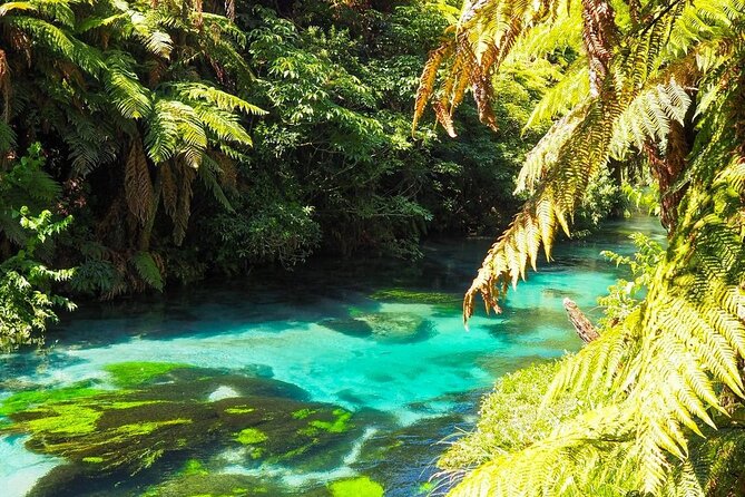 Hobbiton Movie Set Tour to Blue Springs and Mineral Spa - The return to Auckland