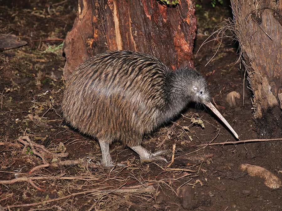 Hokitika: The National Kiwi Centre Tickets - What the one-hour visit feels like