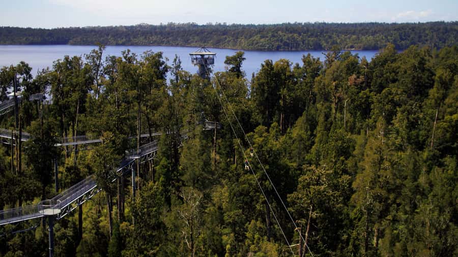 Hokitika: West Coast Tree Top Tower Zip Line and Walk - Starting at the West Coast Tree Top Visitor Center