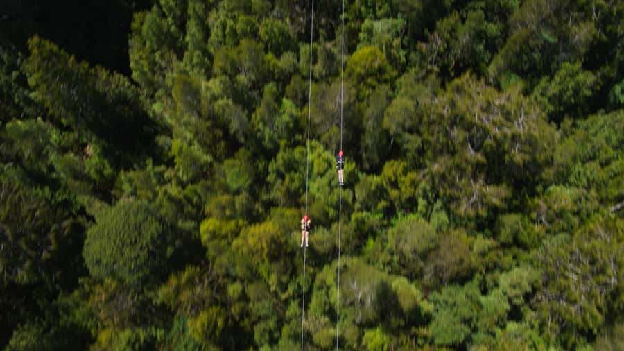 Hokitika: West Coast Tree Top Tower Zip Line and Walk - The 425-meter tandem zip line