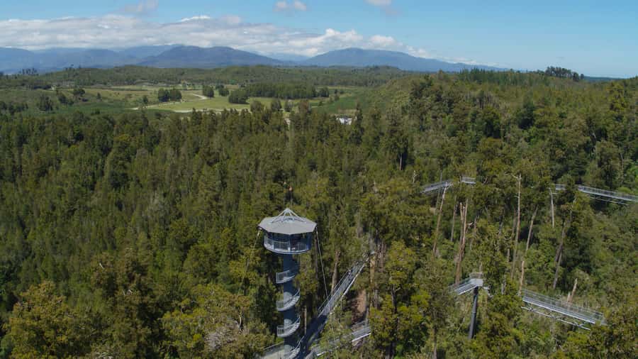 Hokitika: West Coast Tree Top Tower Zip Line and Walk - Should you book the Hokitika Tree Top Zip Line?