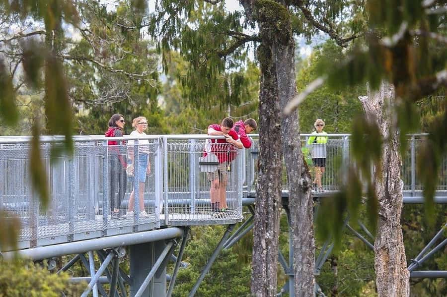 Hokitika: West Coast Treetop Walkway Entrance Ticket - Starting at the Treetops Cafe