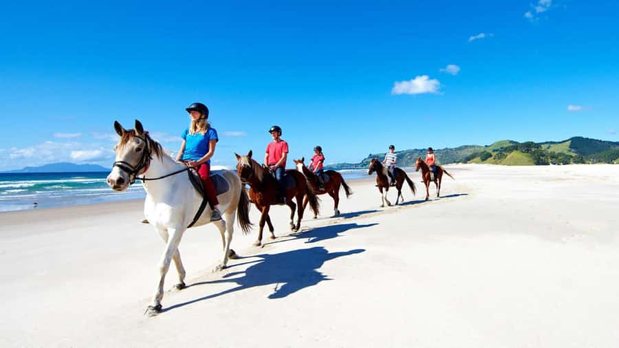 Horse Riding, Wine Tasting & Art Trail Private Tour - Brick Bay’s sculpture trail and arts stop