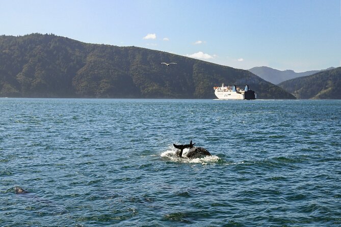 InterIslander Ferry - Picton to Wellington - What the Cook Strait crossing feels like