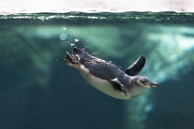 International Antarctic Centre General Admission Ticket - Meet the huskies and hear their story