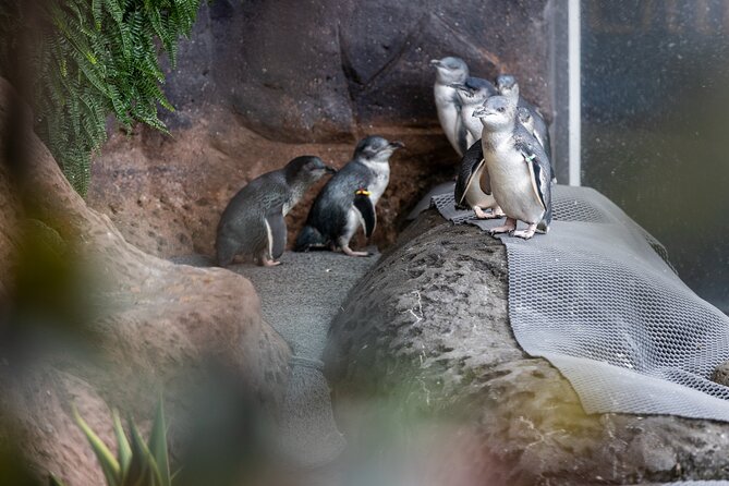 International Antarctic Centre General Admission Ticket - The 4D film adds movement and variety