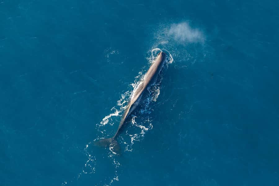 Kaikoura: 1-Hour Whale Watching Helicopter Tour - Key points before you book