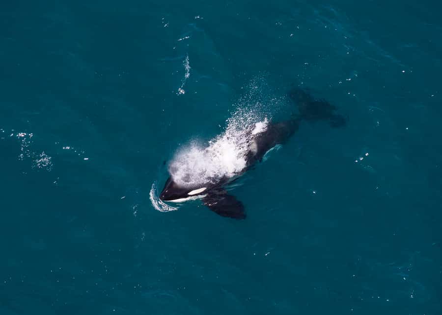 Kaikoura: 1-Hour Whale Watching Helicopter Tour - Landing at 1,600 metres on Mt Fyffe