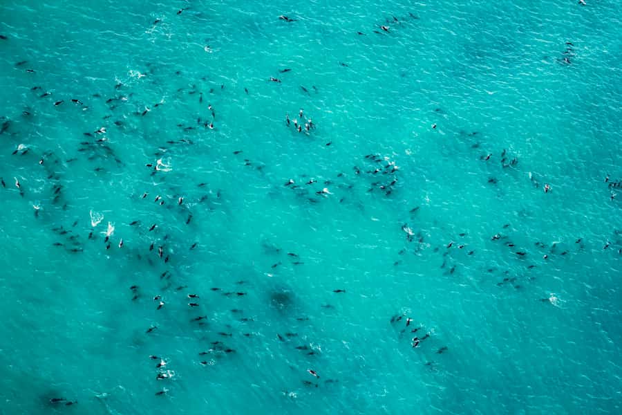 Kaikoura: 1-Hour Whale Watching Helicopter Tour - Photographing whales from a moving helicopter