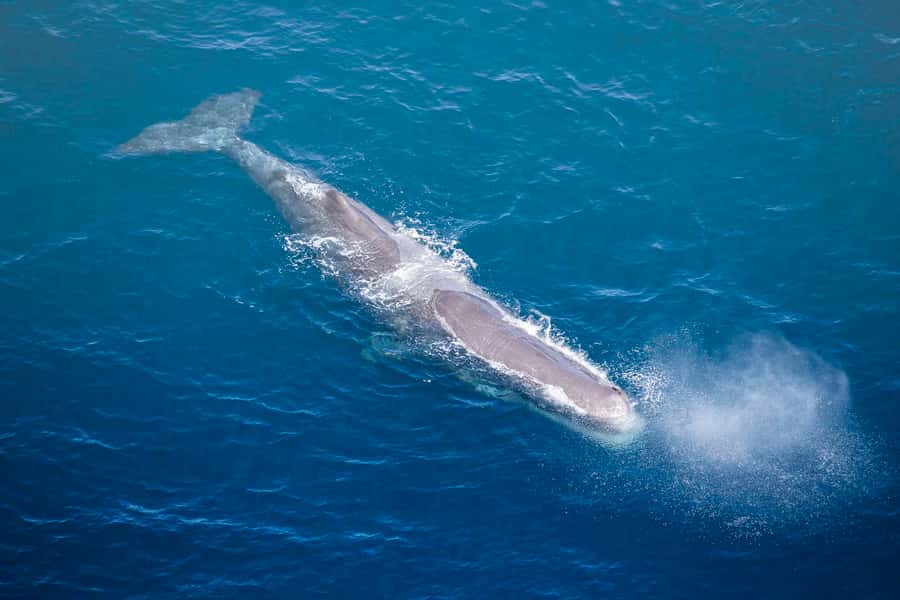 Kaikōura: 45-Minute Whale Watching Helicopter Tour - Following the coast for dolphins and fur seals