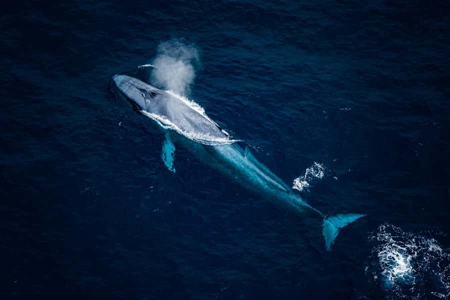 Kaikōura: 45-Minute Whale Watching Helicopter Tour - What the six-person group changes