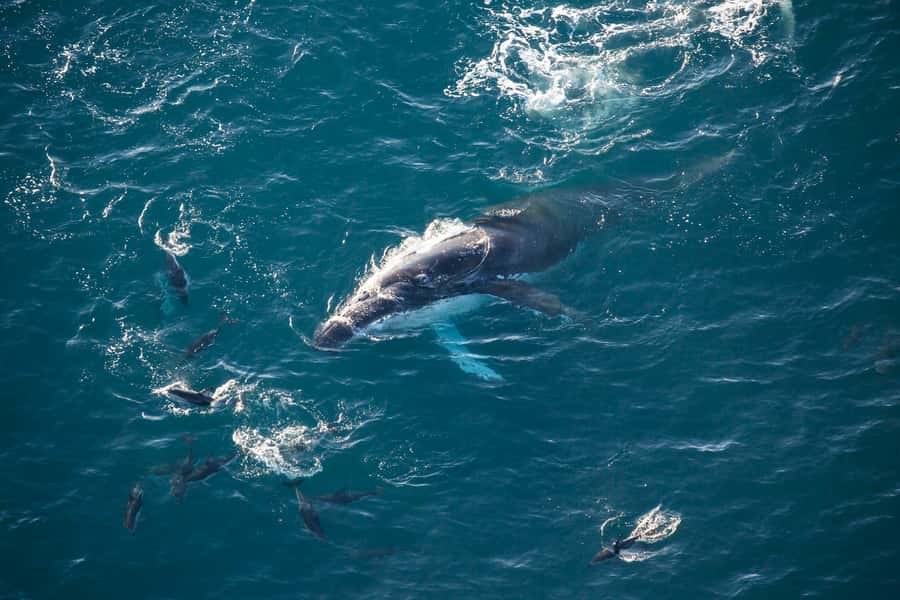 Kaikōura: 45-Minute Whale Watching Helicopter Tour - Meeting at 617 State Highway 1