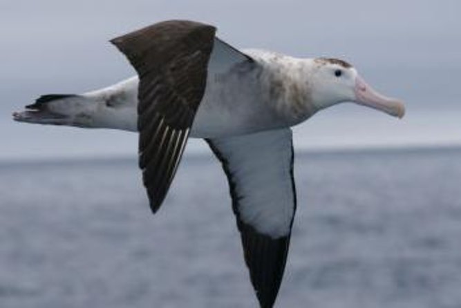 Kaikoura Albatross Encounter Tour from Christchurch - Key points at a glance