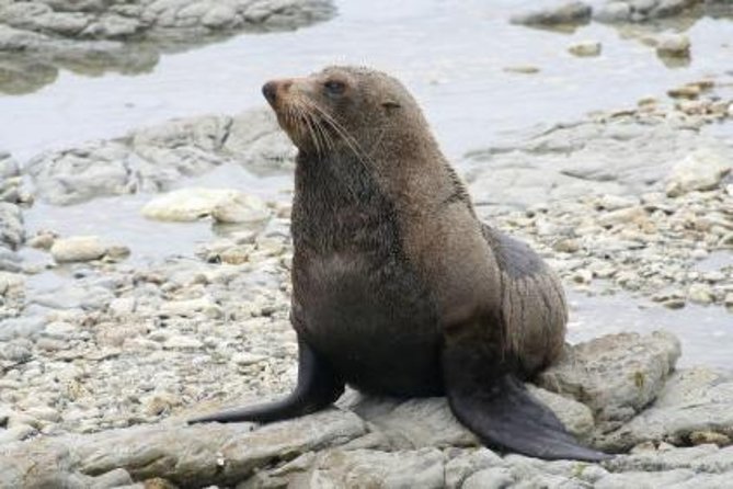 Kaikoura Albatross Encounter Tour from Christchurch - The 7:00 am pickup from Christchurch
