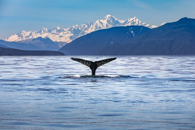 Kaikōura Day Tour From Christchurch (Small Group, Carbon Neutral) - Wildlife choices and the limits of a day tour