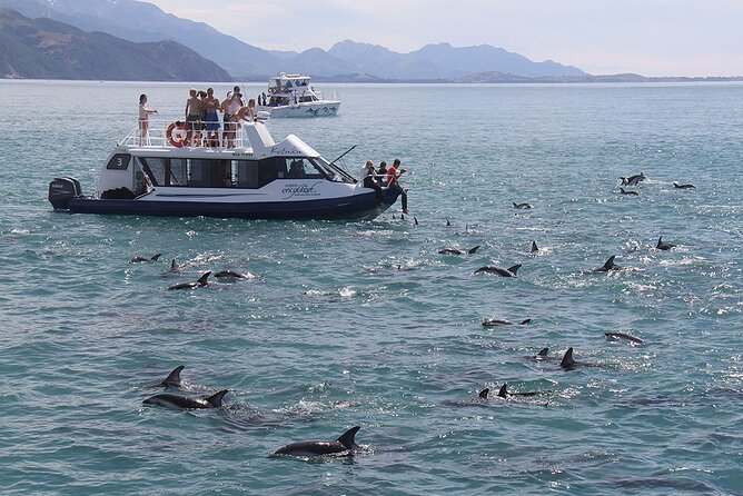 Kaikōura Day Tour From Christchurch With Dolphin Encounter - Key points to know before booking