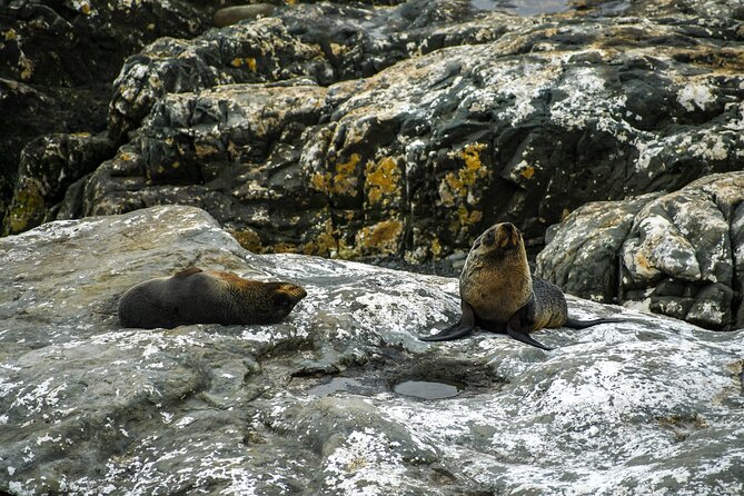 Kaikōura Day Tour From Christchurch With Dolphin Encounter - Kaikōura combines mountains, sea, and wildlife