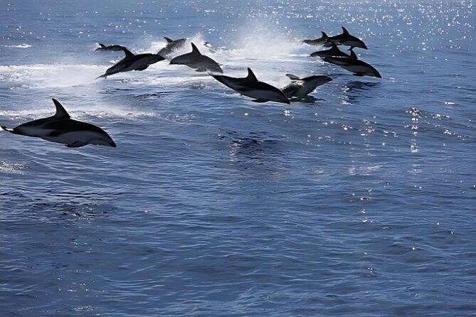 Kaikoura Day Tour From Christchurch - The private vehicle makes the long day easier