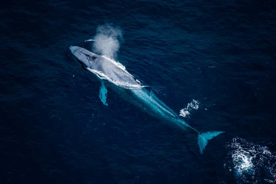 Kaikoura: Extended Flight Whale Watching & Mountain Tour - Key points to know before you fly