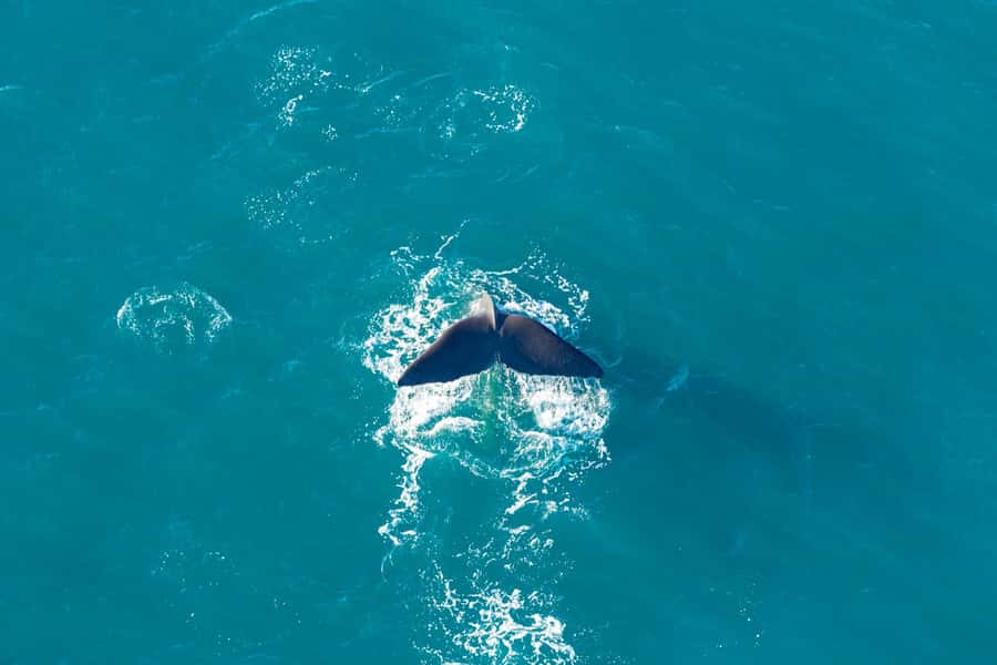 Kaikoura: Extended Flight Whale Watching & Mountain Tour - What wildlife sightings are really like