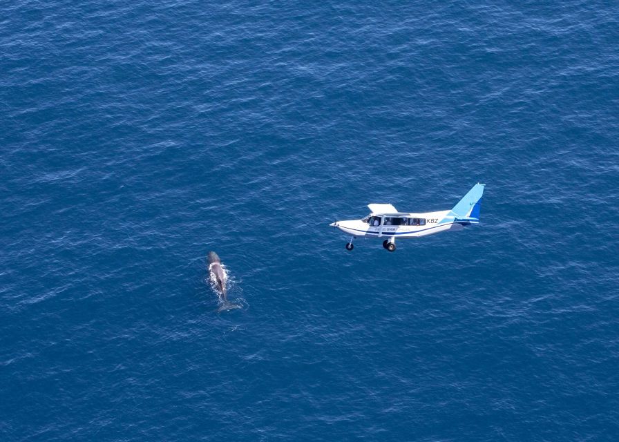 Kaikoura: Extended Flight Whale Watching & Mountain Tour - The pilot makes the short flight count