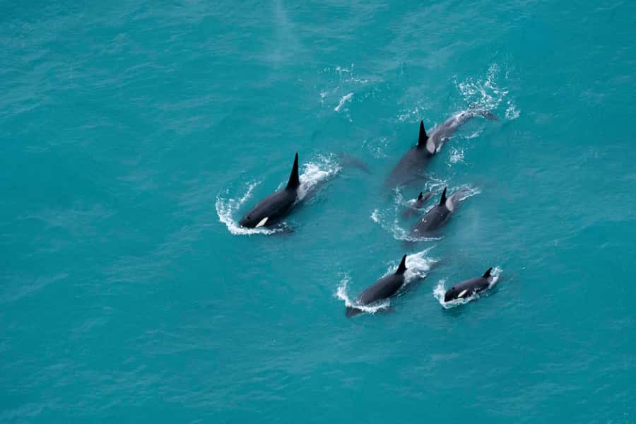 Kaikoura: Extended Flight Whale Watching & Mountain Tour - A six-seat flight with a front-row feel