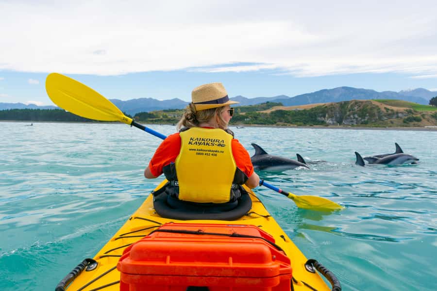 Kaikoura: Half-Day Wildlife Kayaking Tour - Key points before you book