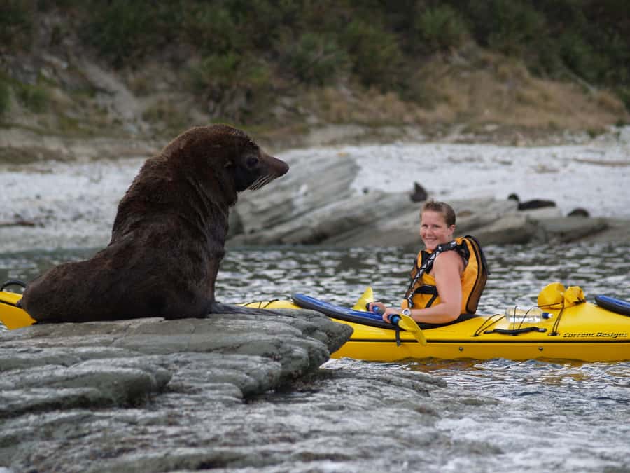Kaikoura: Half-Day Wildlife Kayaking Tour - Meeting the guides in Kaikoura