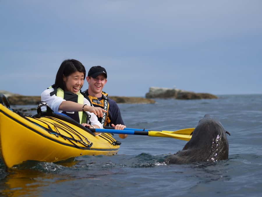 Kaikoura: Half-Day Wildlife Kayaking Tour - Meeting Kaikoura’s fur seals