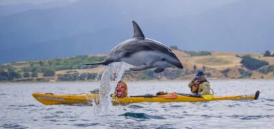 Half-Day Wildlife Kayaking Tour