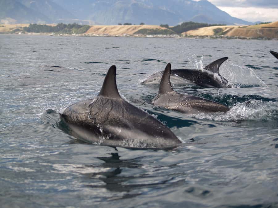 Kaikoura: Half-Day Wildlife Kayaking Tour - The chance of dolphins and blue penguins