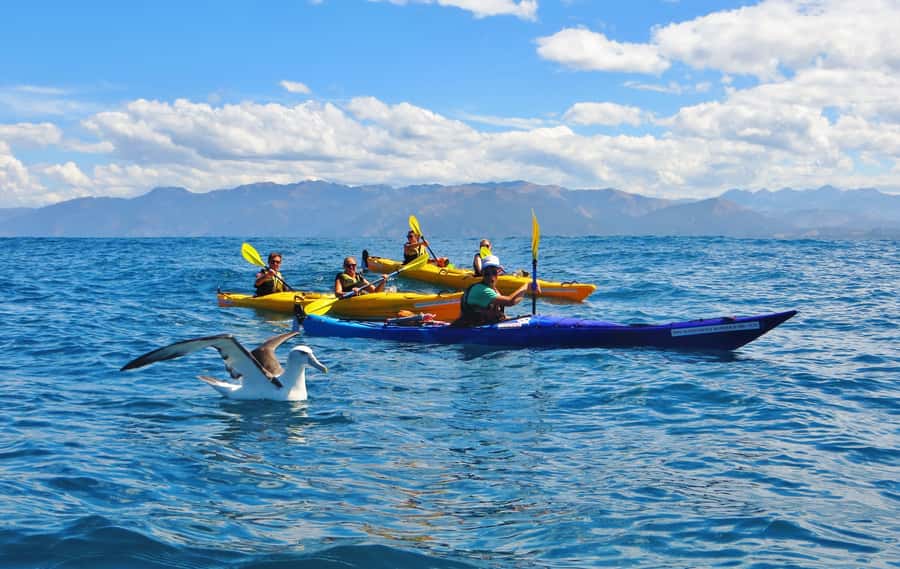 Kaikoura: Half-Day Wildlife Kayaking Tour - Guides who make the difference